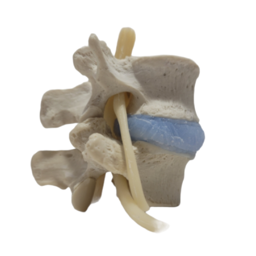 Modelo lumbar de núcleo azul realista
