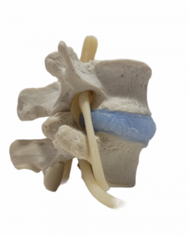 Modelo lumbar de núcleo azul realista