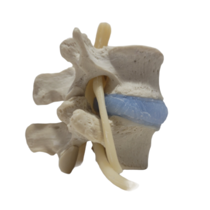 Modelo lumbar de núcleo azul realista